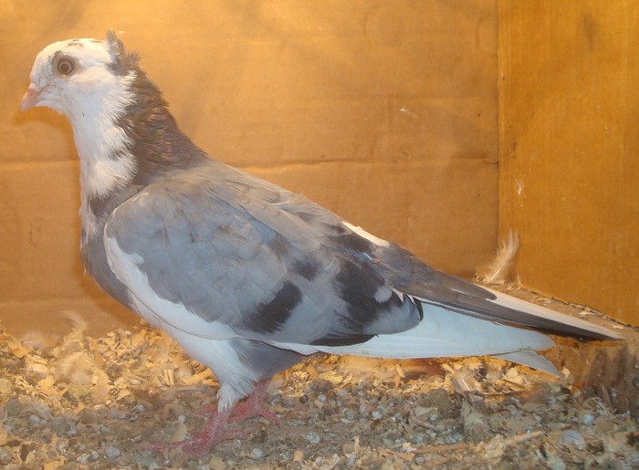 Dat in Sparti Grecia la Varlam - D- Porumbei JUCATORI DE GALATI VANDUTI Album 1