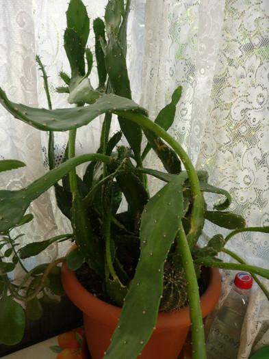 oct 2012 - Cactusi si alte suculente
