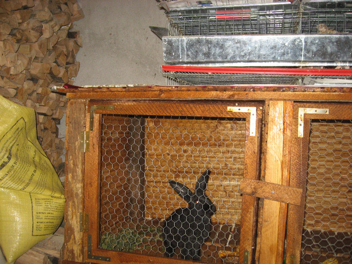 Picture 1301 - Cusca iepuri