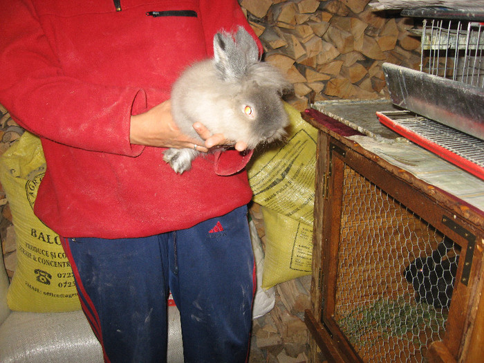 Picture 1306 - Cusca iepuri