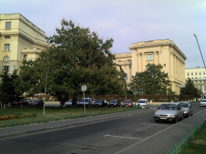 2012-10-21 16.35.29 - Paulownia Bucuresti