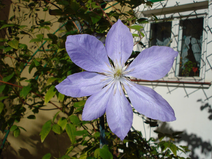 "Mrs. Cholmondeley", 21.10.2012 - Clematis 2012