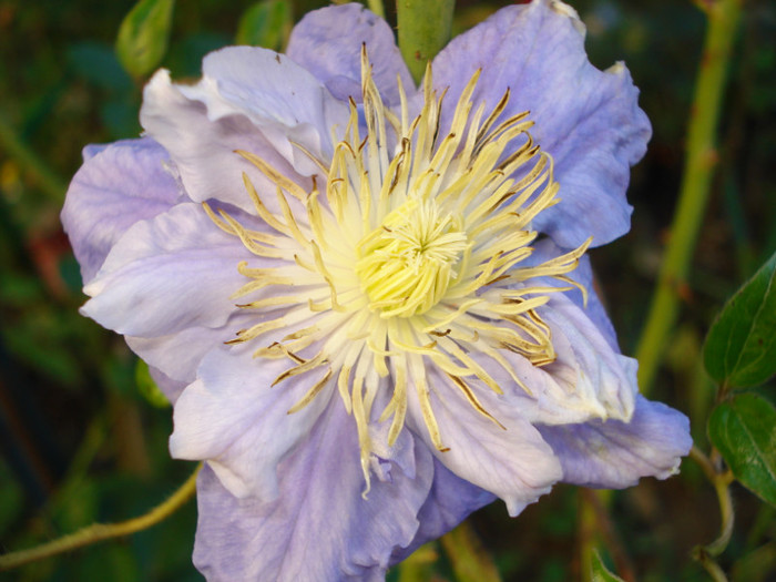 "Kiri Te Kanawa" - Clematis 2012