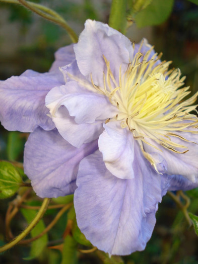 DSC09555 - Clematis 2012