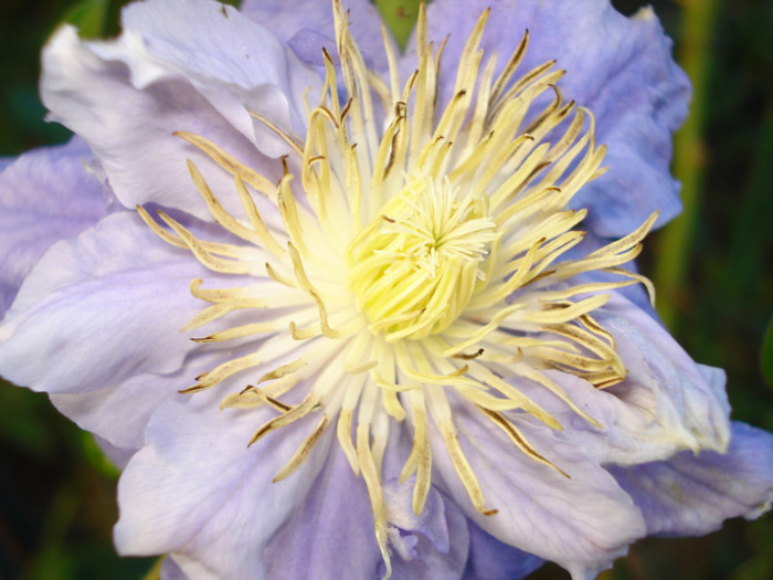 DSC09559 - Clematis 2012