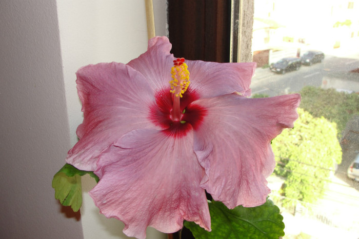 hibiscus Katlyn Jane
