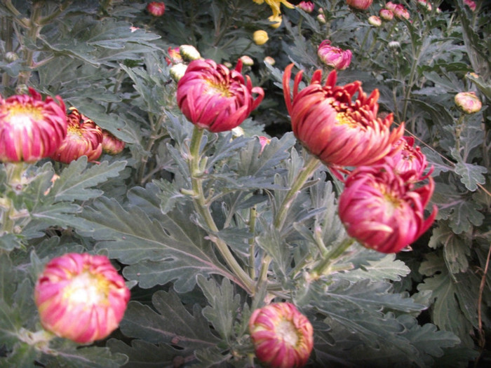084 - Crizanteme 2012