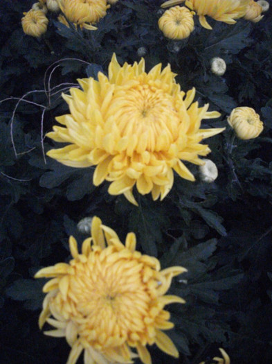 124 - Crizanteme 2012