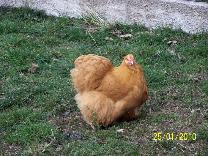 Picture097 - Orpington