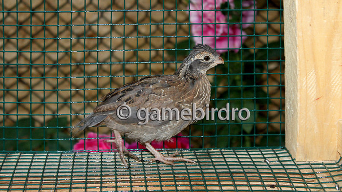 IMG_7045; Mascul Bobwhite de Nord la 5 saptamani.
