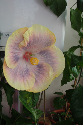 hibiscus Silver Memories