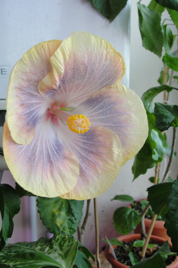  - B-hibiscus de la Gommer 2012