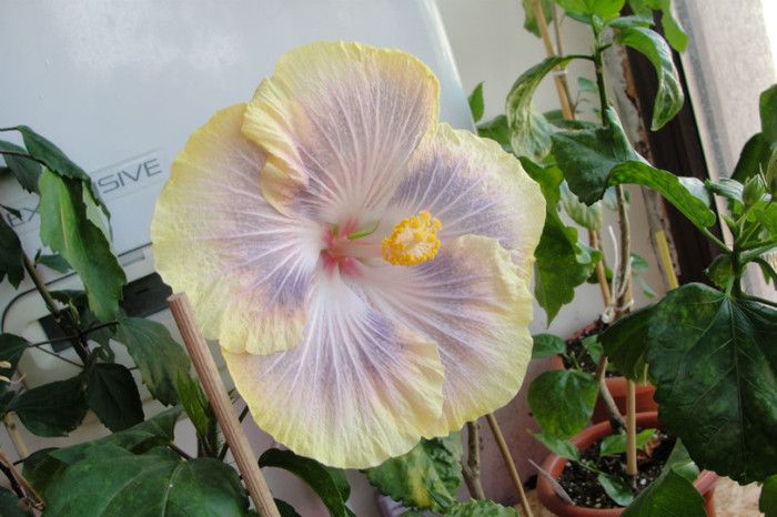  - B-hibiscus de la Gommer 2012