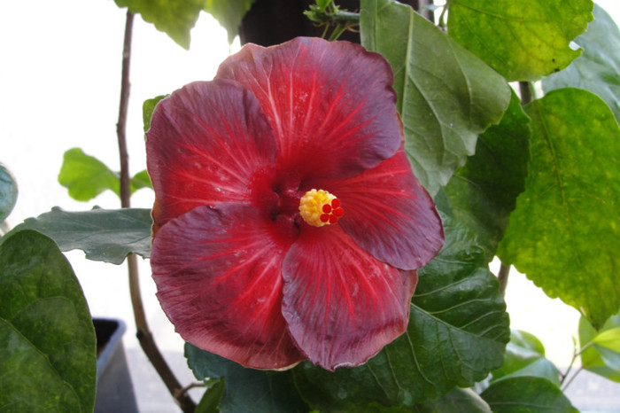 hibiscus Bayrou Irene - B-hibiscus de la Gommer 2012