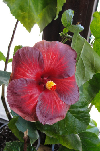  - B-hibiscus de la Gommer 2012