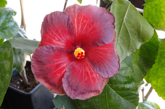  - B-hibiscus de la Gommer 2012
