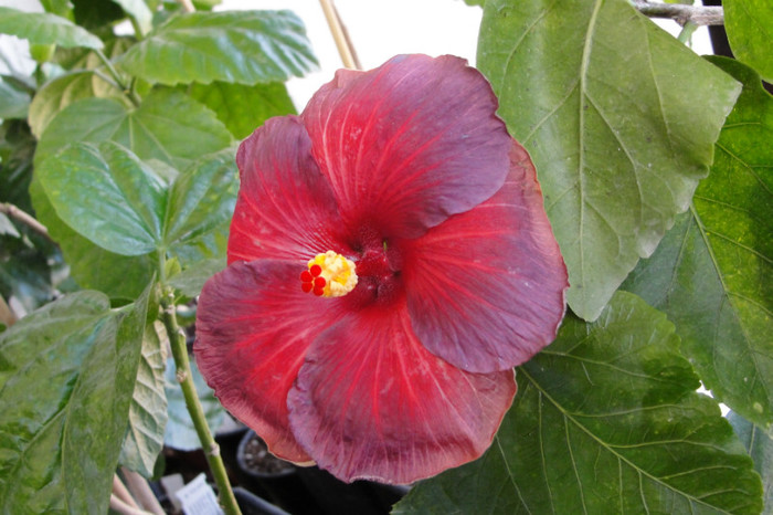 10.10.12 - B-hibiscus de la Gommer 2012