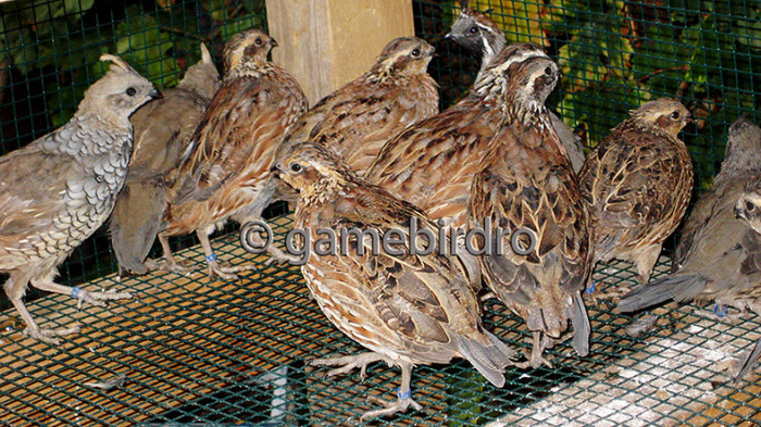 IMG_6416; Prepelite Bobwhite de Nord + alte 3 rase. Toate juvenile.
