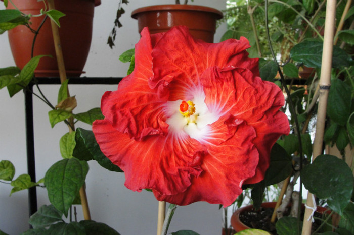 hibiscus Hot Ticket - B-hibiscus de la Gommer 2012