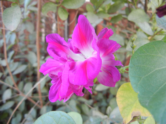 Double Pink Morning Glory (2012, Oct.19)