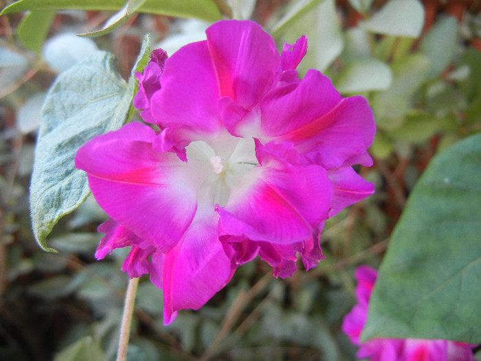 Double Pink Morning Glory (2012, Oct.19)