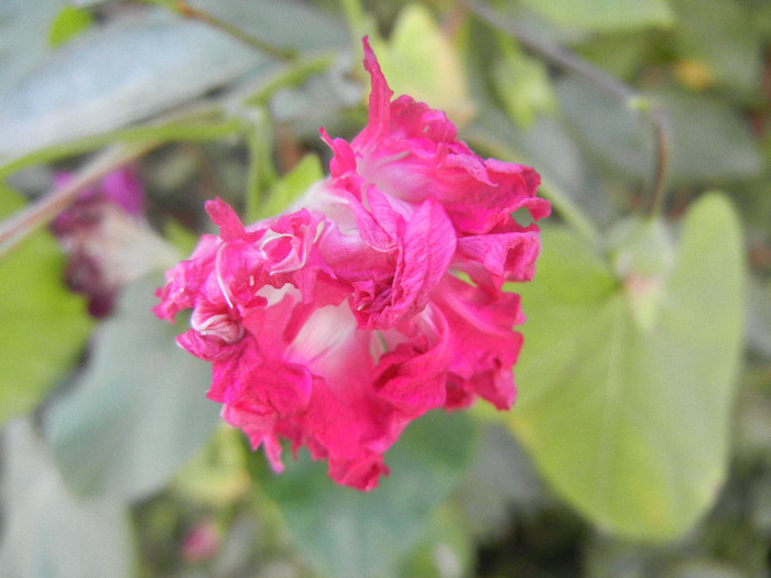 Double Pink Morning Glory (2012, Oct.19)