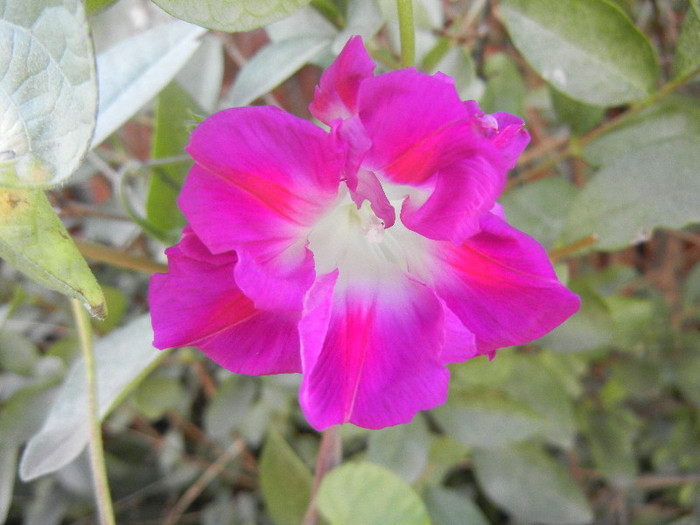 Double Pink Morning Glory (2012, Oct.19)