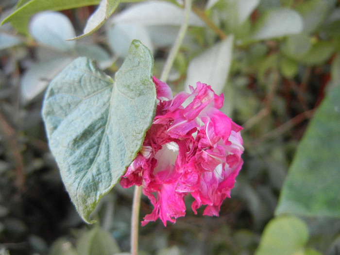 Double Pink Morning Glory (2012, Oct.20)