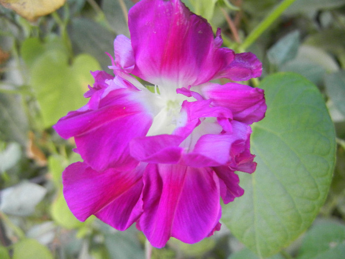 Double Pink Morning Glory (2012, Oct.20)