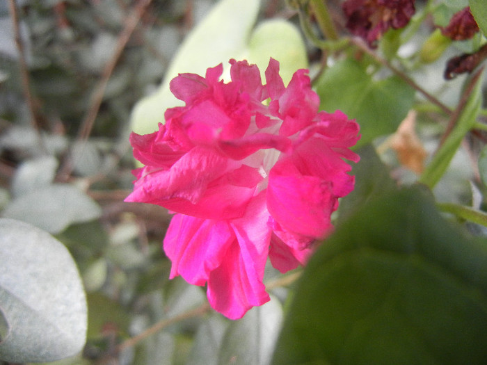 Double Pink Morning Glory (2012, Oct.21)