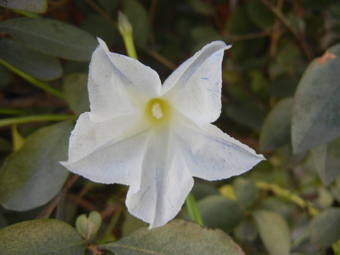 Ipomoea Flying Saucers (2012, Oct.20) - Flying Saucers