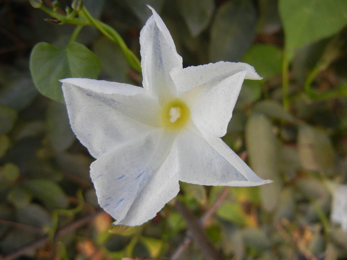 Ipomoea Flying Saucers (2012, Oct.20) - Flying Saucers