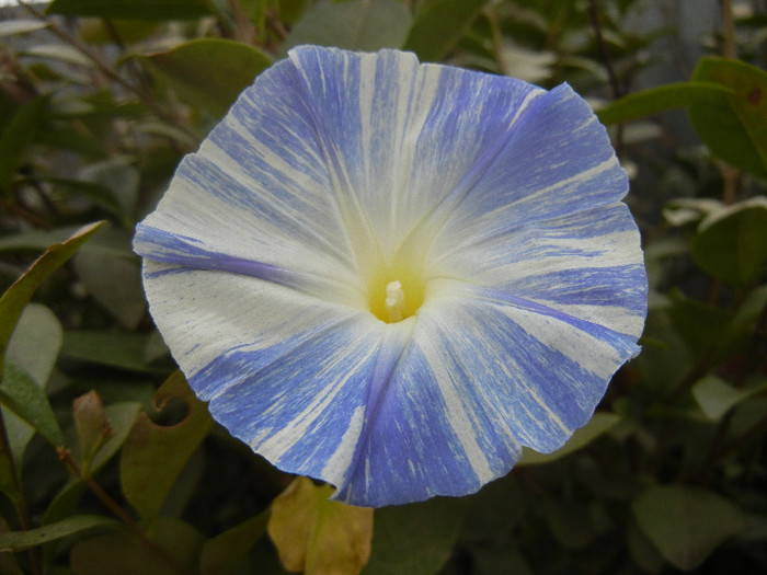 Ipomoea Flying Saucers (2012, Oct.21)