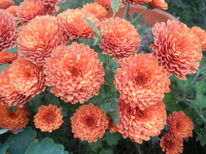 Terracotta Chrysanth (2012, Oct.21) Terracotta Chrysanth (2012, Oct.21)