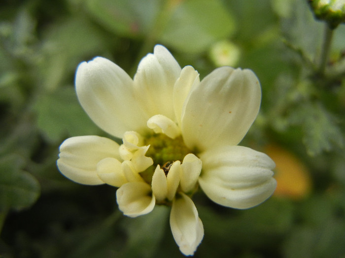 White & Yellow Chrysanth (2012, Oct.21)