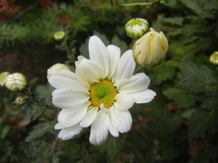 White & Yellow Chrysanth (2012, Oct.21) - White Yellow Chrysanthemum