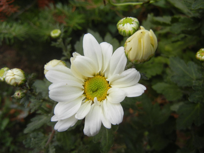 White & Yellow Chrysanth (2012, Oct.21)