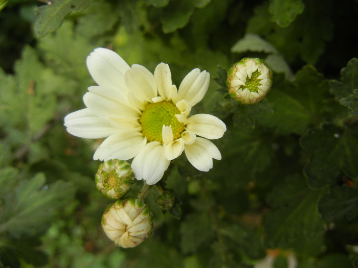 White & Yellow Chrysanth (2012, Oct.21) - White Yellow Chrysanthemum