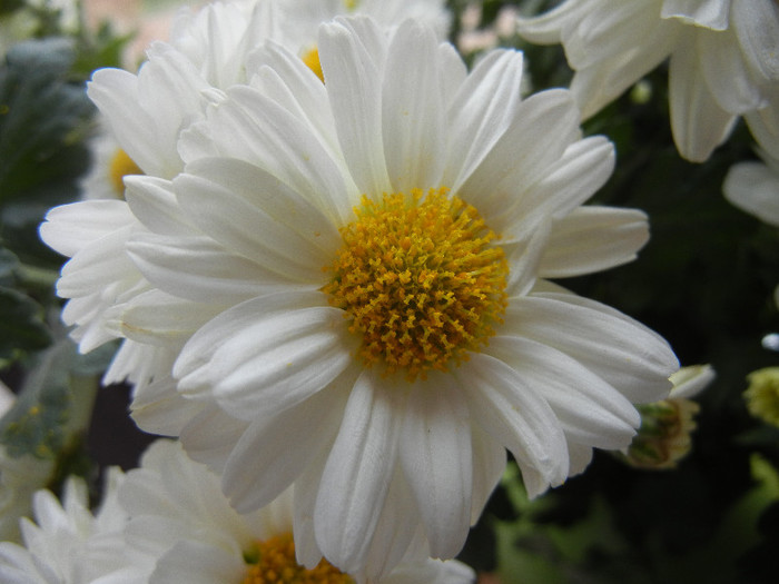 White & Yellow Chrysanth (2012, Oct.21)