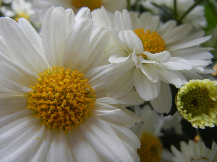 White & Yellow Chrysanth (2012, Oct.21)