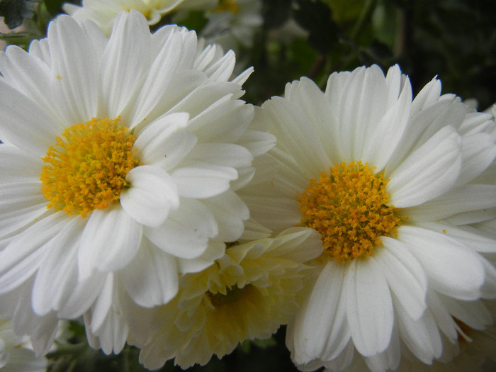 White & Yellow Chrysanth (2012, Oct.21)