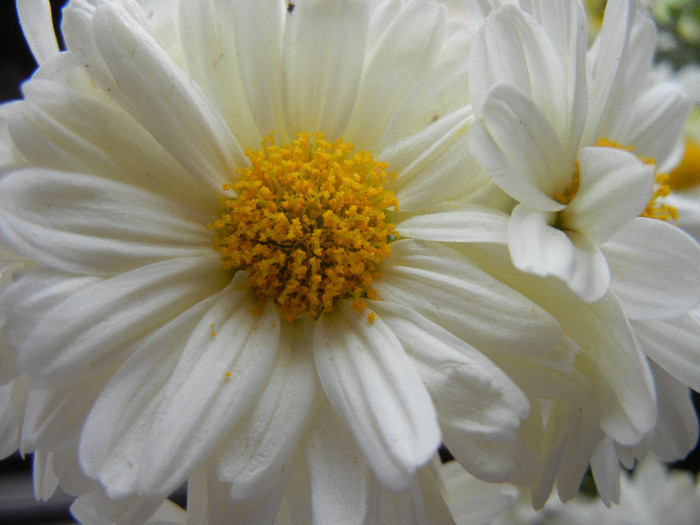 White & Yellow Chrysanth (2012, Oct.21) - White Yellow Chrysanthemum