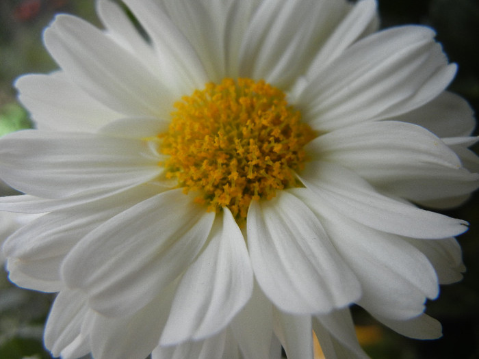 White & Yellow Chrysanth (2012, Oct.21) - White Yellow Chrysanthemum