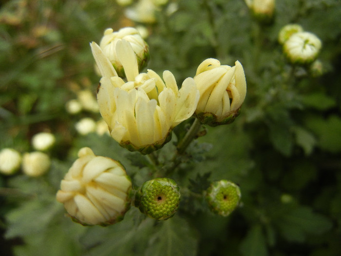 White & Yellow Chrysanth (2012, Oct.21)