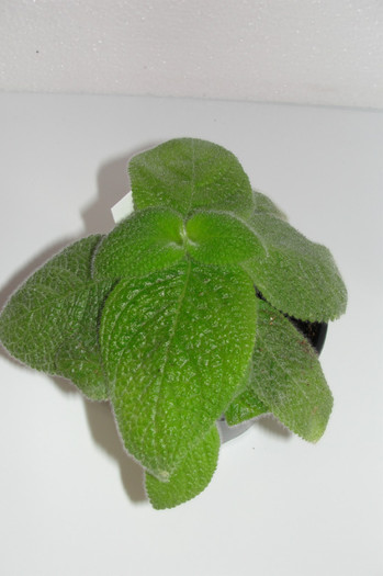 episcia fimbriata Blue Heaven - Episcia B