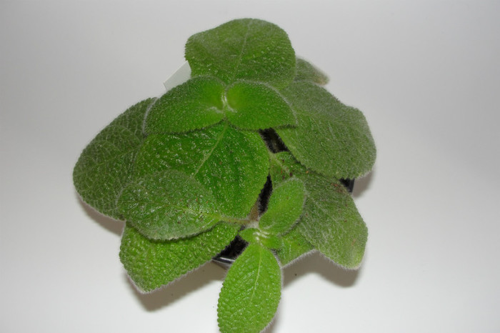  - Episcia B