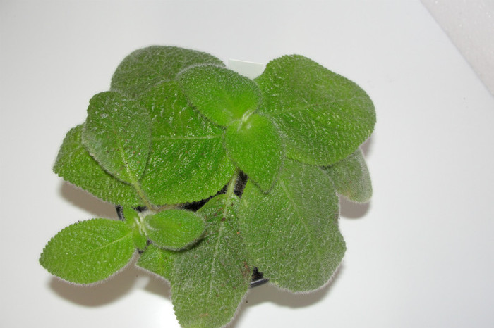 02.10.12 - Episcia B