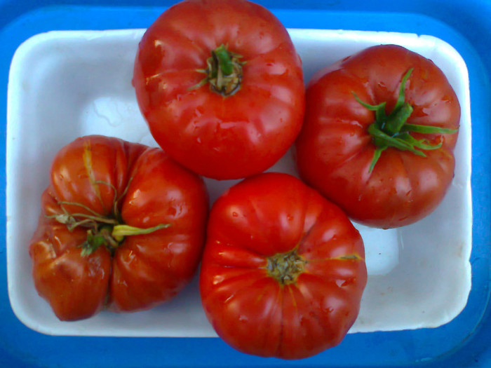 GIANT RED - 06- TOMATE-ROSII-SOIURI PURE ORGANICE VECHI ROMANESTI SI HEIRLOOM ALBUM 6