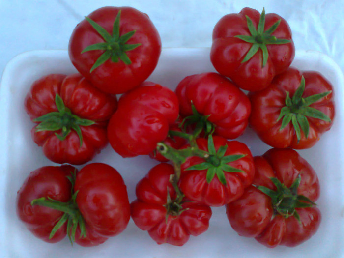 COSTOLUTO FIORENTINO - 06- TOMATE-ROSII-SOIURI PURE ORGANICE VECHI ROMANESTI SI HEIRLOOM ALBUM 6