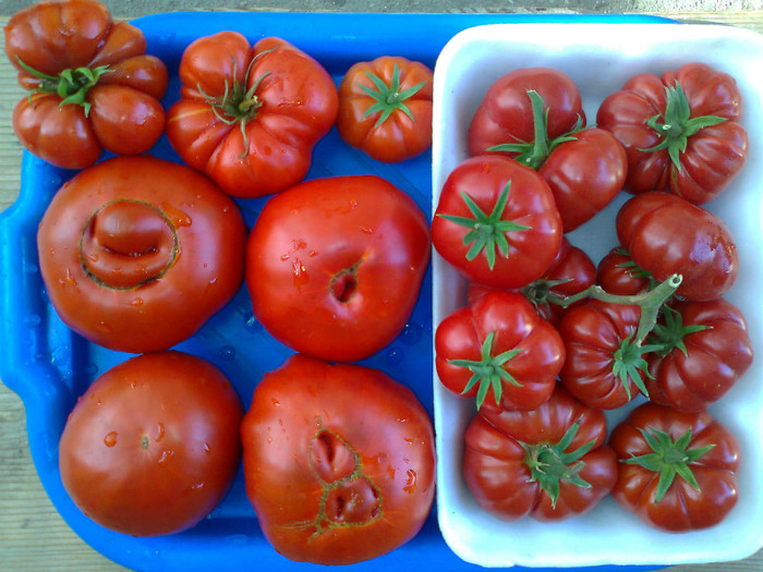 GIANT RED-COSTOLUTO FIORENTINO - 06- TOMATE-ROSII-SOIURI PURE ORGANICE VECHI ROMANESTI SI HEIRLOOM ALBUM 6